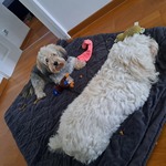 Foto aus der Galerie von Mariia